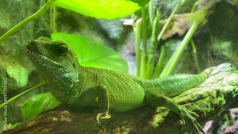 green Iguana closeupon branch, animal closeup. breathes and turns his head green Iguana closeupon branch, animal closeup. breathes and turns his head