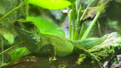 green Iguana closeupon branch, animal closeup. breathes and turns his head photo