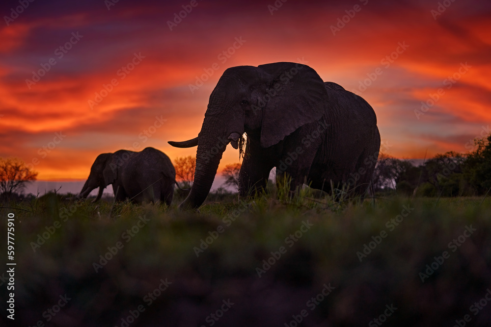 Elephant sunset in Africa. Two big elephant with tusk and red orange evening light on the sky clouds, Okavango in Botswana. Africa nature, travel in Botswana. - obrazy, fototapety, plakaty 