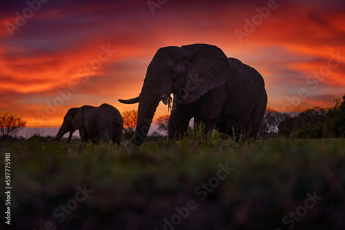Fototapeta Elephant sunset in Africa
