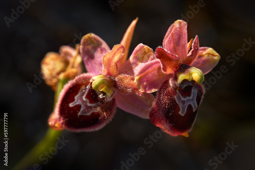 Ophrys tenthredinifera x passionis garganica hybryd Gargano in Italy. European terrestrial wild orchid, nature habitat. Beautiful detail bloom, spring from Europe. Wild flower on green meadow, ophrys photo