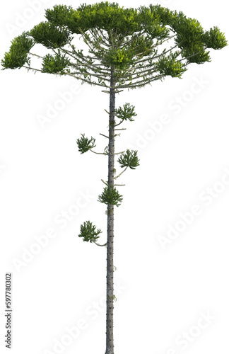 Side view of Araucaria Angustifolia Tree photo