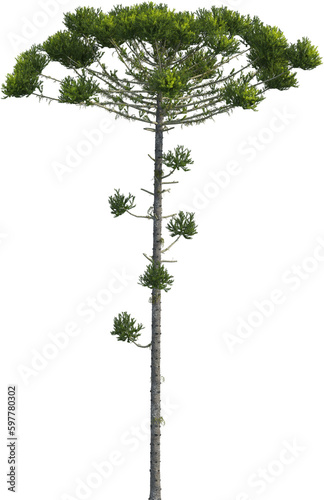 Side view of Araucaria Angustifolia Tree