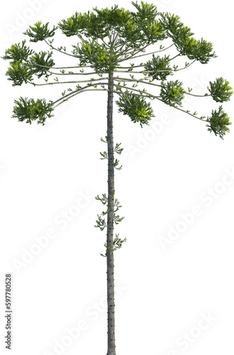 Side view of Araucaria Angustifolia Tree