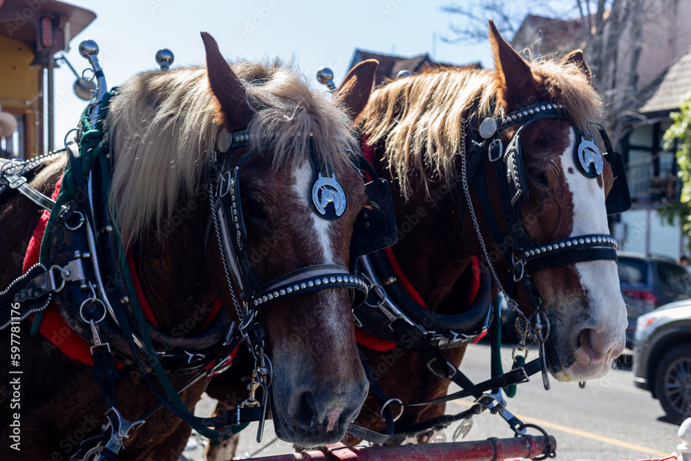 Horses close up in the streets of  Solvang CA