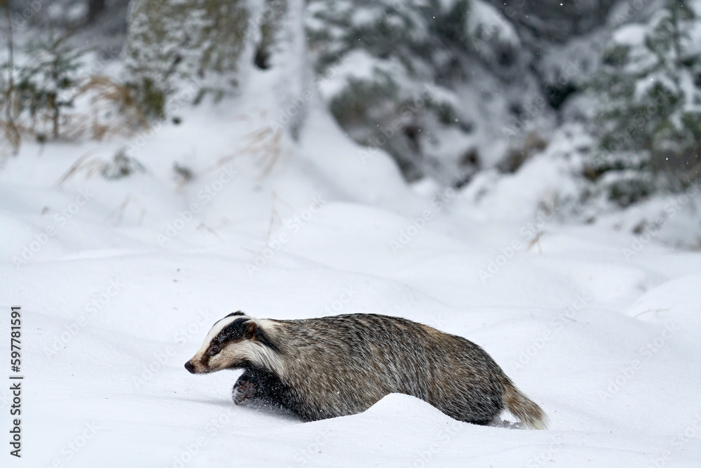 Obraz premium Badger in snow, winter condition in the forest. Badger in the forest, animal in nature habitat, Germany. Wild Badger, Meles meles in the wood. Mammal in environment, snow day.