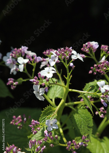 Wallpaper Mural Sunlit Perennial Honesty flowers, Derbyshire England
 Torontodigital.ca