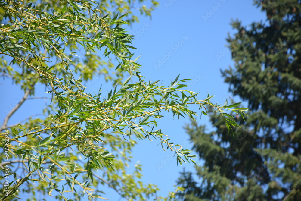 weeping willow tree weeping willow tree