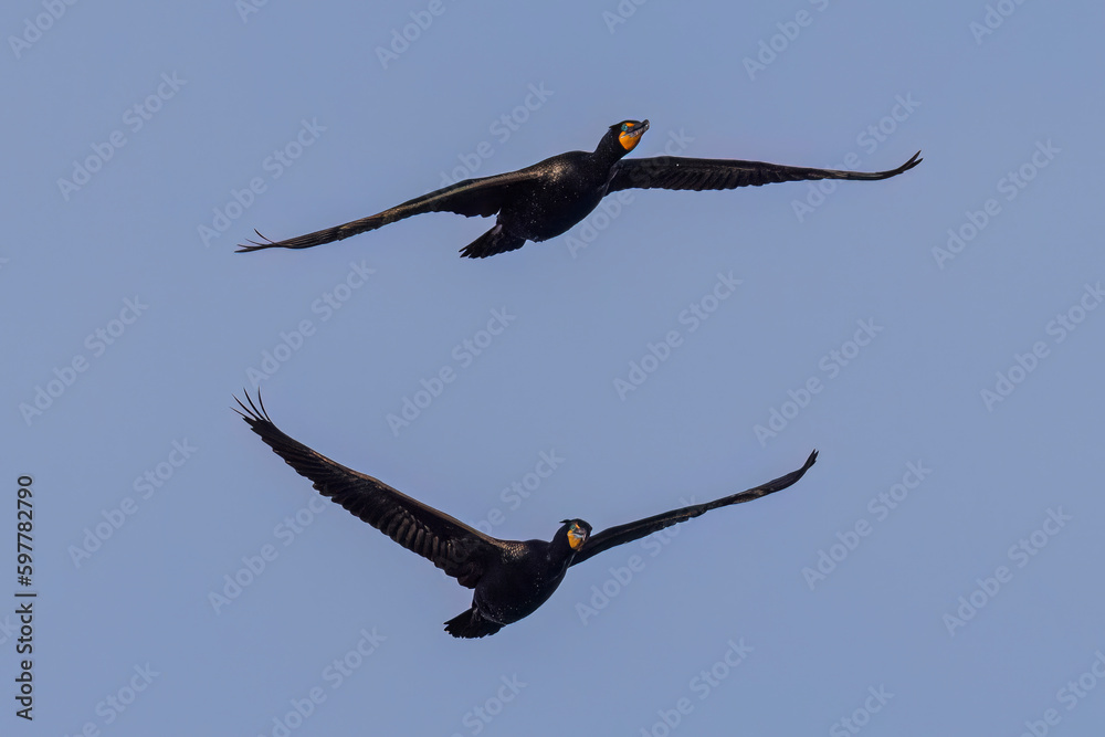 A wild double-crested cormorant eating a fish at a state park in Colorado. A wild double-crested cormorant eating a fish at a state park in Colorado.