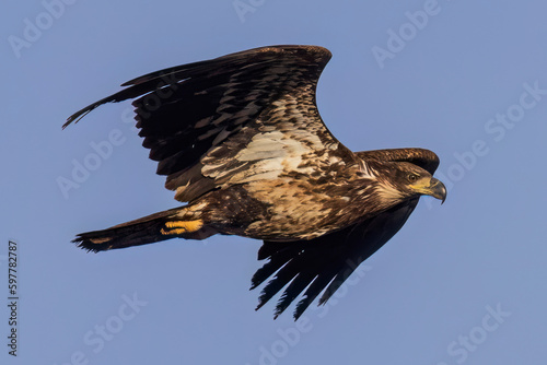 A wild bald eagle flying at a state park in Colorado. photo