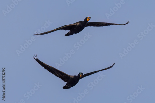 A wild double-crested cormorant eating a fish at a state park in Colorado. photo