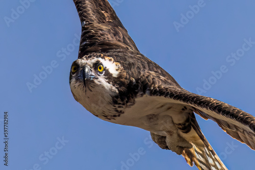 Wild osprey at a state park in Colorado. photo