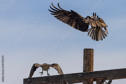 Wild osprey at a state park in Colorado. photo