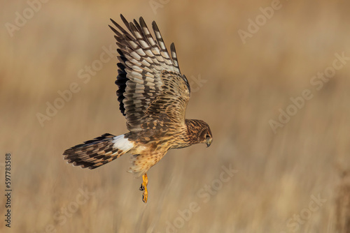 A wild northern harrier hunting in a field at a state park in Colorado during sunset.