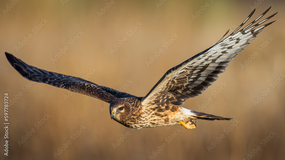 A wild northern harrier hunting in a field at a state park in Colorado during sunset.