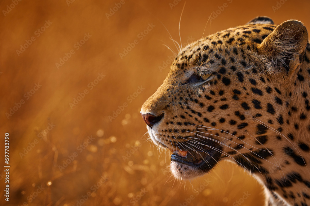 Leopard golden grass sunset, Savuti, Chobe NP, in Botswana, Africa. Big spotted cat in the wild nature. Wildlife Botswana. - obrazy, fototapety, plakaty 
