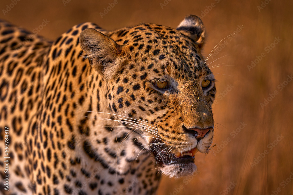 Obraz premium African leopard, close-up detail portrait. Leopard golden grass sunset, Savuti, Chobe NP, in Botswana, Africa. Big spotted cat in the wild nature. Wildlife Botswana.