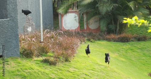  Hens Feeding in a rural area India