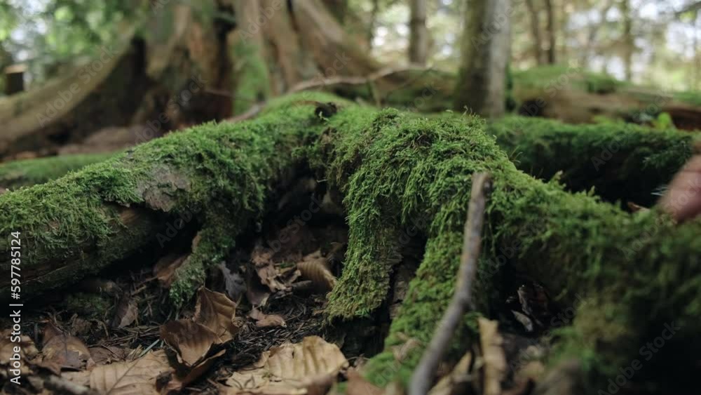Selective focus of female hand touching old moss tree bark in spring or summer day, protect nature, green eco-friendly lifestyle, sunny morning. Loving nature. Harmony calm relaxation concept Selective focus of female hand touching old moss tree bark in spring or summer day, protect nature, green eco-friendly lifestyle, sunny morning. Loving nature. Harmony calm relaxation concept