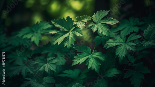 green leaves on the green backgrounds