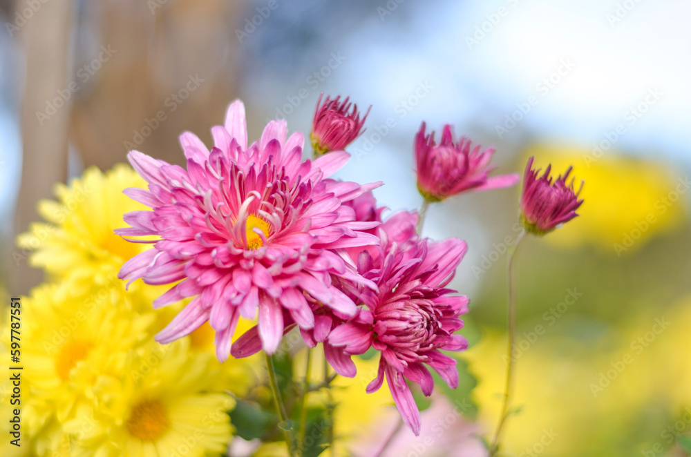 Obraz premium chrysantehmum