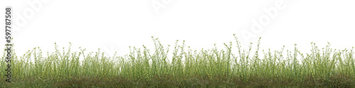 Evergreen shrub and grass field in nature, meadow in springtime, Tropical forest isolated on transparent background - PNG file, 3D rendering illustration for create and design or etc	