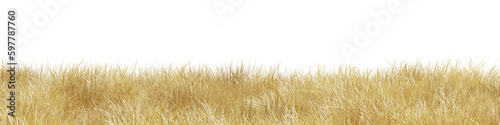 Dry grass field in nature, Meadow in summer, Tropical forest isolated on transparent background - PNG file, 3D rendering illustration for create and design or etc	