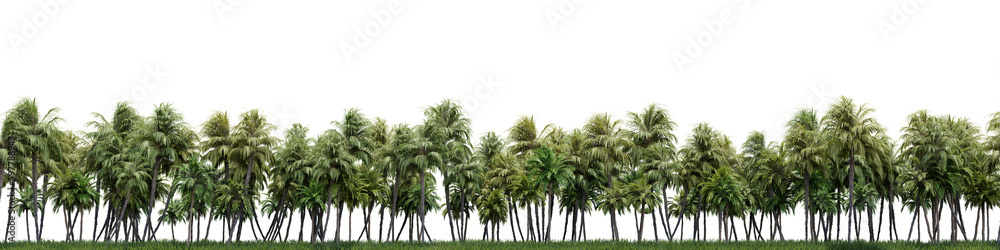Evergreen plam and coconut tree in nature, Trees on garden in summer, Tropical forest isolated on transparent background - PNG file, 3D rendering illustration for create and design or etc