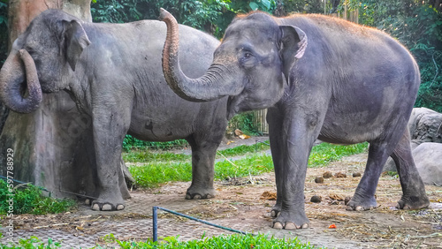 Photography elephants in the zoo