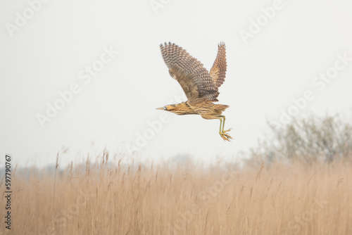 Flying bittern