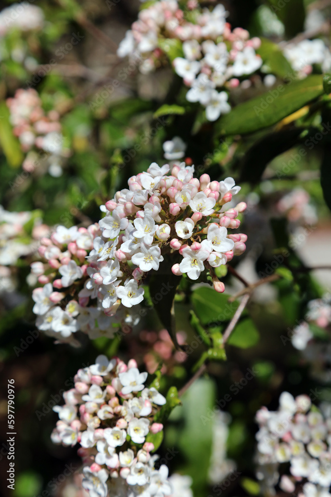Fototapeta premium Koreanspice viburnum blooms, Derbyshire England 