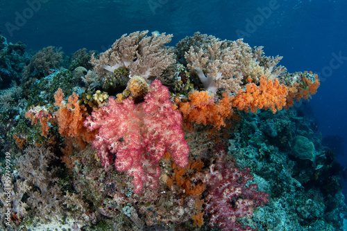 Vibrant soft corals  and other coral species  thrive on a reef slope in Raja Ampat  Indonesia. Being filter feeders  these corals grow well where there is consistent current.