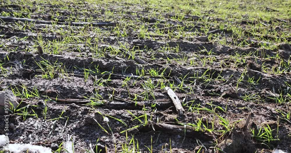 green winter wheat in the winter season, wheat sprouts that grow in the winter season green winter wheat in the winter season, wheat sprouts that grow in the winter season