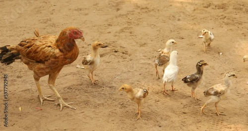 Hen feeding chicks at rural area India