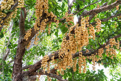 Baccaurea ramiflora Lour or Mafai in Thai, sweet and sour fruit on the tree. photo