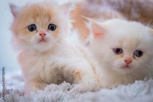 cute baby cat photos

