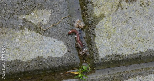 Worm trying to hide betwen tile in garden. There are many benefits to using worm castings in the garden especially. A popular and natural method of providing great soil health. photo