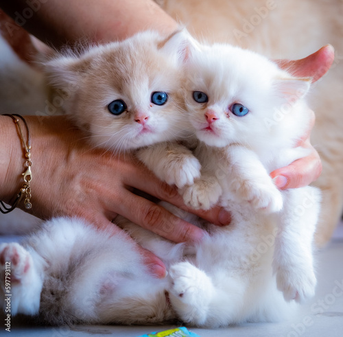 cute baby cat photos
