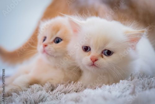 cute baby cat photos  © Murat