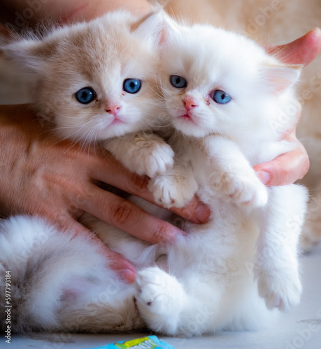 cute baby cat photos
