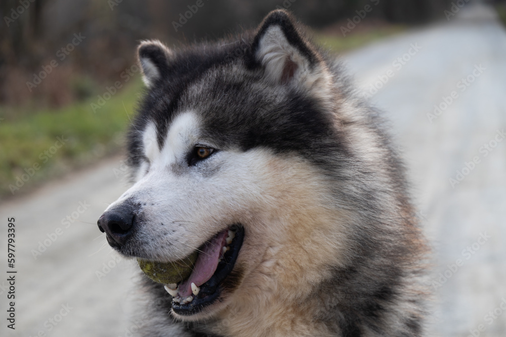 Portrait of cute malamute husky shepherd dog with ball
