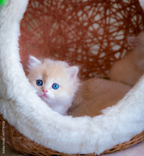 cute baby cat photos
