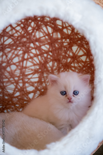 cute baby cat photos
