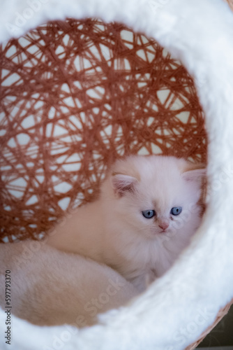 cute baby cat photos
