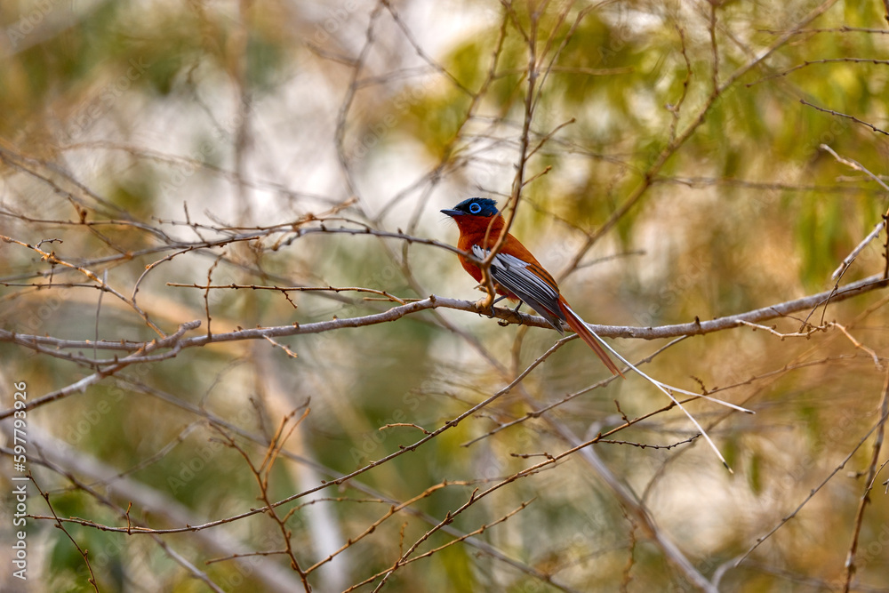 Paradise flycatcher, rare endemic bird, on the brach in green vegetation. Malagasy paradise flycatcher, Terpsiphone mutata, in the nature tropic forest habitat, Andasibe Mantadia NP in Madagascar. Paradise flycatcher, rare endemic bird, on the brach in green vegetation. Malagasy paradise flycatcher, Terpsiphone mutata, in the nature tropic forest habitat, Andasibe Mantadia NP in Madagascar.