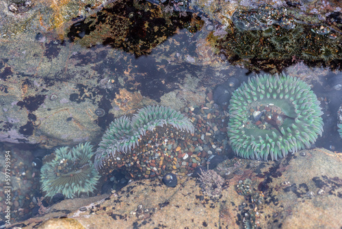 A green sea anemone under the water on the Pacific shore