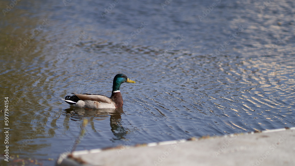 Mallard duck on the water