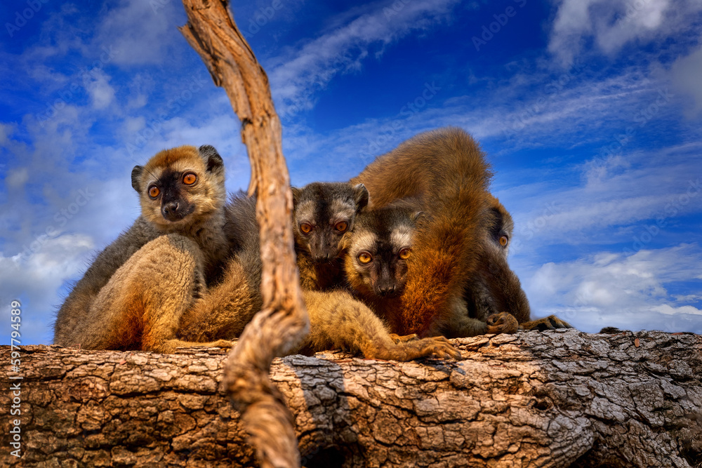Lemurs family with blue sky with clouds. Lemur family. Red-fronted brown Lemurs, Eulemur fulvus rufus, Kirindy Forest in Madagascar. Grey brown monkey on tree, in forest habitat, endemic i Madagascar.
