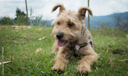 pet in the grass