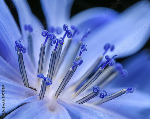 detail of blue flower of common chicory (Cichorium intybus)